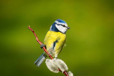 Blue tit (Cyanistes caeruleus) Blue Tit • Baden-Württemberg, Germany, Baden-Württemberg, Federal