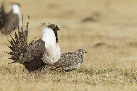 Sage Grouse (Centrocercus urophasianus) pair mating, California, USA
