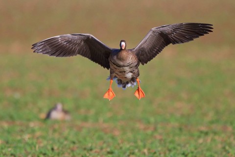 Greater White-fronted Goose (Anser albifrons) flying, North Rhine-Westphalia, Germany