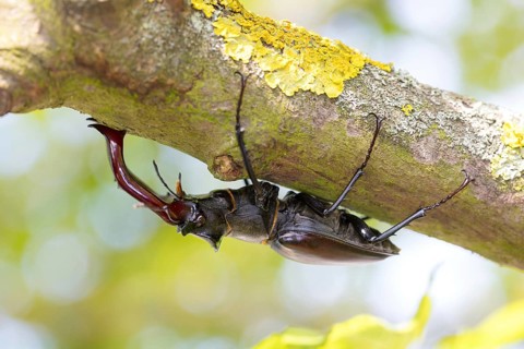 Stag beetle, (Lucanus cervus), animals, insects, beetle, male Neuhofen, garden,