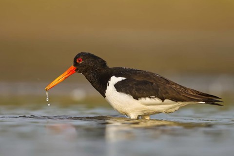Eurasian Oystercatcher (Haematopus ostralegus) female, North Rhine-Westphalia, Germany
