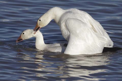 Snow Geese mating - Bosque del Apache, NWR