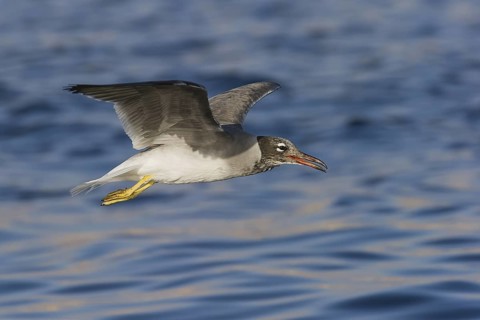 White-eyed Gull (Ichthyaetus leucophthalmus) flying, Eilat, Israel