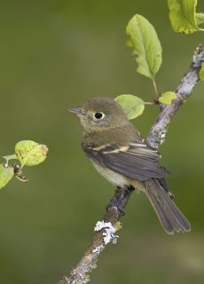 Pacific-slope Flycatcher (Empidonax difficilis), British Columbia, Canada