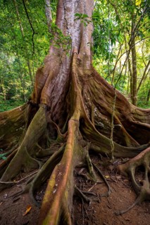 Roots of a strangler fig (Ficus americana), in the tropical rainforest, Corcovado National Park,