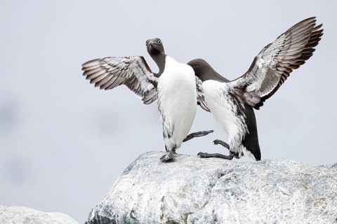 Guillemot (Uria aalge), two birds flapping their wings, Hornøya Island, Vardø, Varanger, Finnmark,