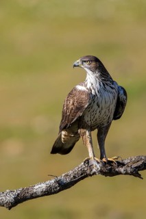 Bonelli's Eagle (Aquila fasciata) male, Andalusia, Spain