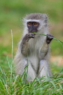 Vervet Monkey, (Chloroebus pygerythrus), vervet monkey, monkey, monkeys, primate, primates, family