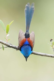 Purple-backed Fairywren (Malurus assimilis) perched on a branch in eastern Australia