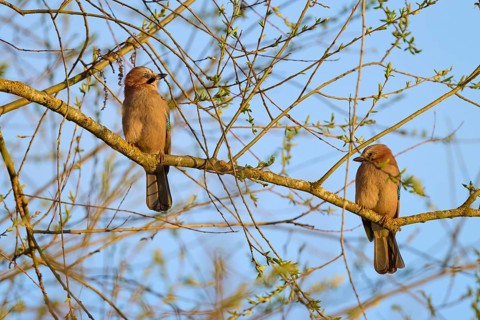 Two jays sitting on a branch in a spring-like setting, jay (Garrulus glandarius), spring, bird