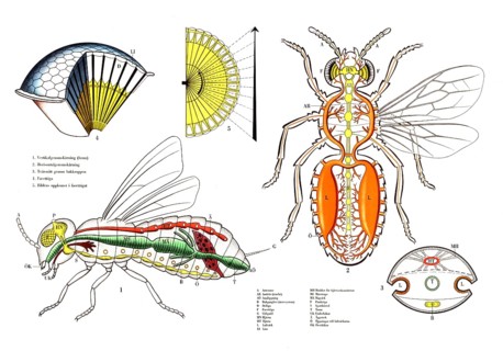 Complex anatomy and physiology of a fly, presumably a housefly, Musca domestica, with focus on its