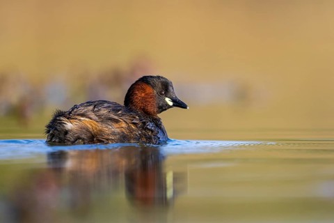 Little Grebe (Tachybaptus ruficollis), North Rhine-Westphalia, Germany
