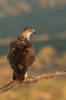Bonelli's Eagle (Aquila fasciata), Extremadura, Spain