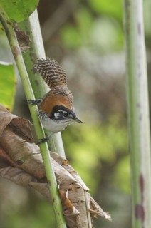 Bay Wren (Cantorchilus nigricapillus), Los Rios, Ecuador