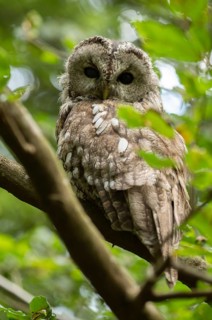Tawny owl (Strix aluco) sitting in a tree, captive, Bavaria, Germany