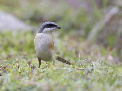 Grey-backed Shrike (Lanius tephronotus), Thailand