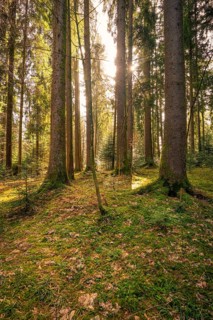 Sunlight floods quiet forest with tall trees and moss-covered soil, Oberreute, Allgäu, Germany