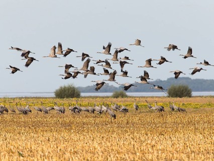 Common Crane (Grus grus) group flying, Mecklenburg-Western Pomerania, Germany