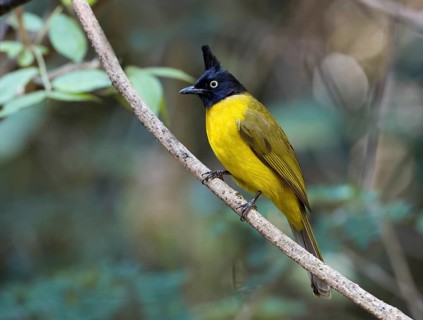 Black-crested Bulbul (Pycnonotus flaviventris), Kaeng, Krachan, Thailand