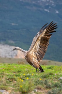 Griffon Vultures (Gyps fulvus) fighting on a flowering meadow in autumn, Pyrenees, Catalonia, Spain