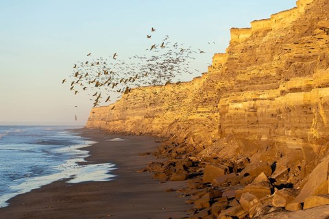 Rock parakeets (Cyanoliseus patagonus), flock flying in the morning light along steep sandstone