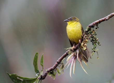 Olive-green Tanager (Orthogonys chloricterus) perched on a branch, Atlantic rainforest, Brazil