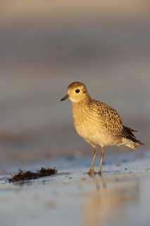 European Golden Plover (Pluvialis apricaria), Schleswig-Holstein, Germany