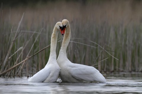 Mute Swan (Cygnus olor) pair courting, Mecklenburg-Western Pomerania, Germany