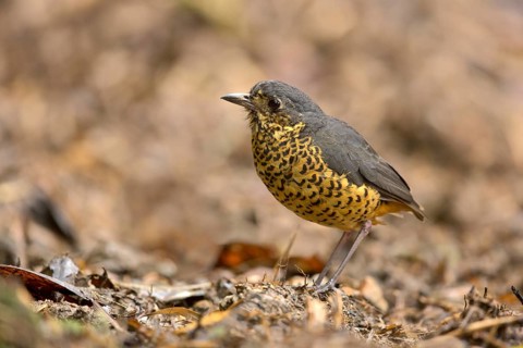 Undulated Antpitta (Grallaria squamigera), Tapichalaca Reserve, Ecuador