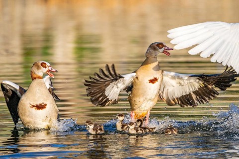 Egyptian goose (Alopochen aegyptiaca) with chicks aggressively attacking other seabirds on a lake,