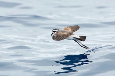 White-faced Storm Petrel (Pelagodroma marina) flying, Victoria, Australia