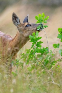 Female roe deer (Capreolus capreolus) in a meadow, grazing on a leaf, feeding, browsing, Vechta,
