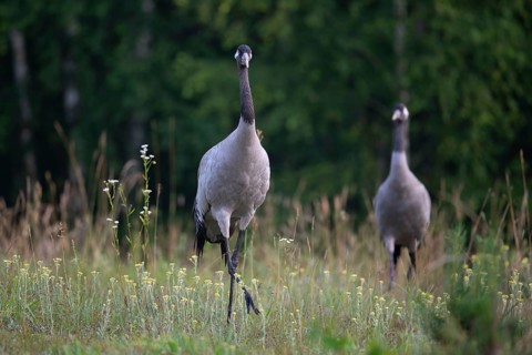 European crane (Grus grus), cranes, pair in forest clearing, Podlaskie Voivodeship, Poland