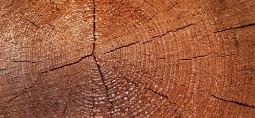 Detailed view of the annual rings of a tree trunk with visible wood structure, Thuringian Forest