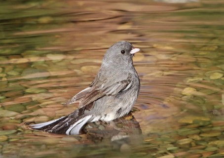 Slate-colored Junco (Junco hyemalis hyemalis), Saskatchewan, Canada