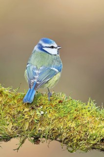 Blue tit (Parus caeruleus), sitting on moss-covered dead wood, back view, Wilnsdorf, North