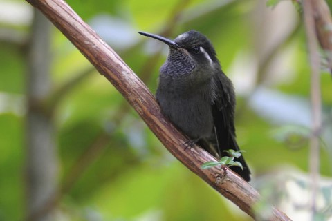 Amethyst-throated Mountaingem (Lampornis amethystinus), Guatemala