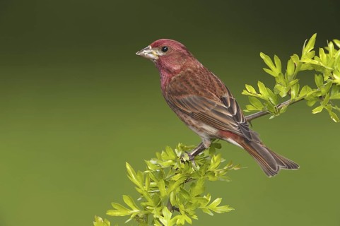 Purple Finch (Haemorhous purpureus) male, British Columbia, Canada