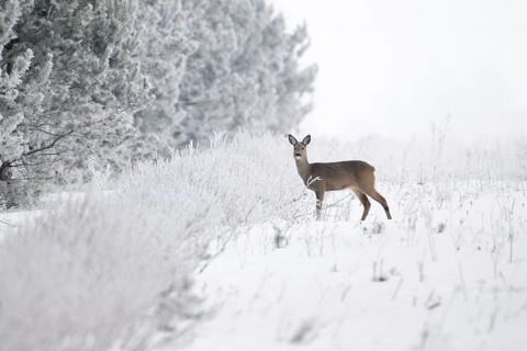 Roe deer (Capreolus capreolus), roe deer in a forest clearing in winter, Podlaskie Voivodeship,