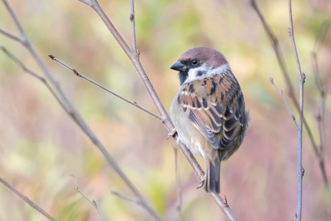 Eurasian Tree Sparrow (Passer montanus) perched on a branch, Lower Saxony, Germany