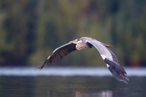 Grey Heron (Ardea cinerea) flying, North Rhine-Westphalia, Germany