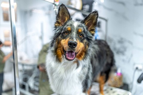 Australian shepherd dog with blue merle fur smiling at the camera while standing on a grooming