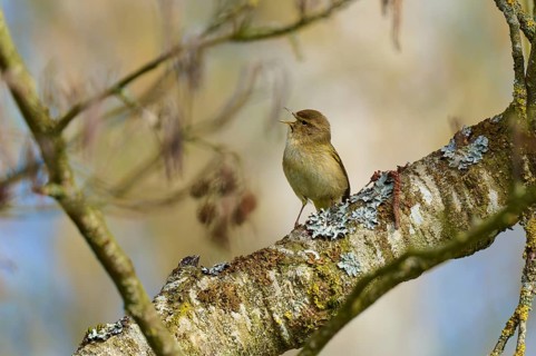 A small bird sits singing on a mossy branch in a blurred spring scene, chiffchaff (Phylloscopus