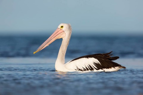 Australian Pelican (Pelecanus conspicillatus), Victoria, Australia
