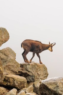 An adult male chamois (Rupicapra rupicapra) stands on a rock in dense fog at sunrise, illuminated