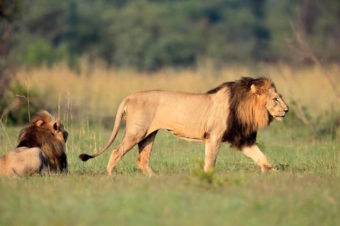 Lion (Panthera leo), adult, male, running, two brothers, alert, Pilanesberg National Park, North