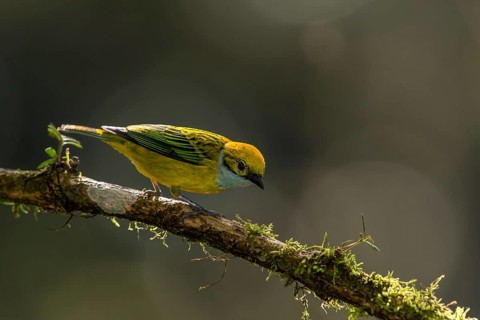 Silver-throated Tanager (Tangara icterocephala) perched on a branch, Alambi, Ecuador