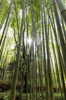 Sunlight filters through towering bamboo at Arashiyama Bamboo Forest in Kyoto, Japan. The serene