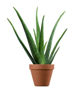 Aloe, real aloe (Aloe vera) in a planter against a white background, studio photo