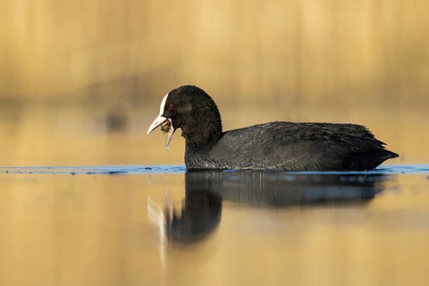Eurasian Coot (Fulica atra), North Rhine-Westphalia, Germany